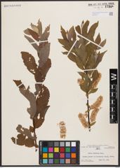 Salix bebbiana Sarg.